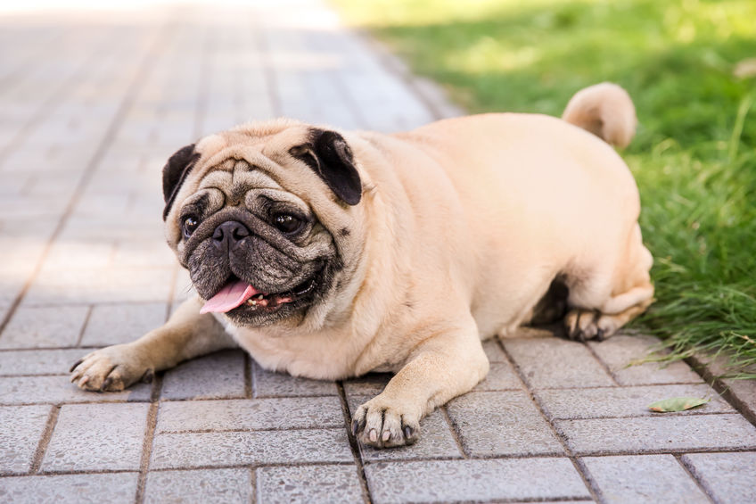 Obesity and Weight Gain in Dogs Broadleaf Grain Free Dog Food