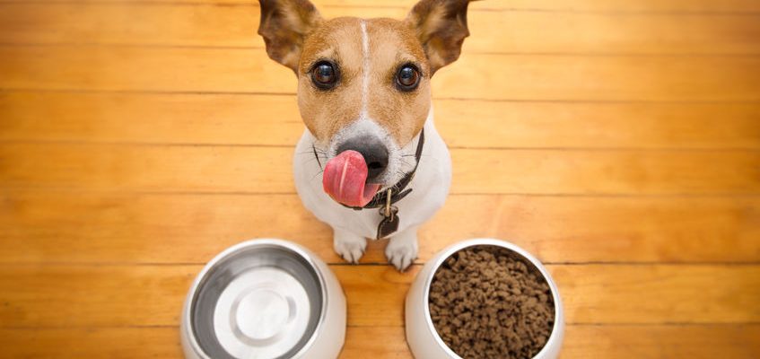 What are Hypoallergenic recipes and how can they benefit my dog?
