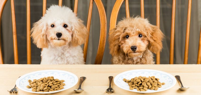 Dog Food Labelling - What it all means