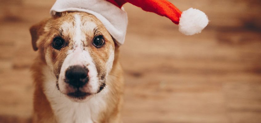 Christmas Food and Christmas Dog Treats – The Dangers