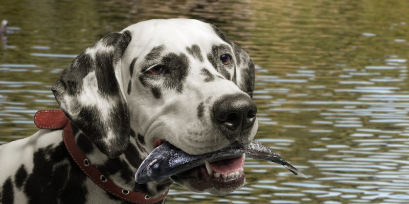 Why-is-fish-an-important-part-of-your-dogs-diet