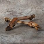 Roe Deer Leg