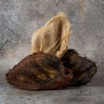 Hairy Beef Ears Cows Ears with Hair
