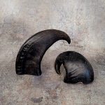 Buffalo Horns