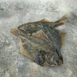 Flounder Fish