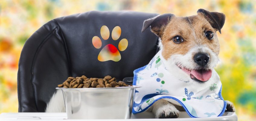 How to Ensure Your Puppy Thrives: The Quality Diet Factor