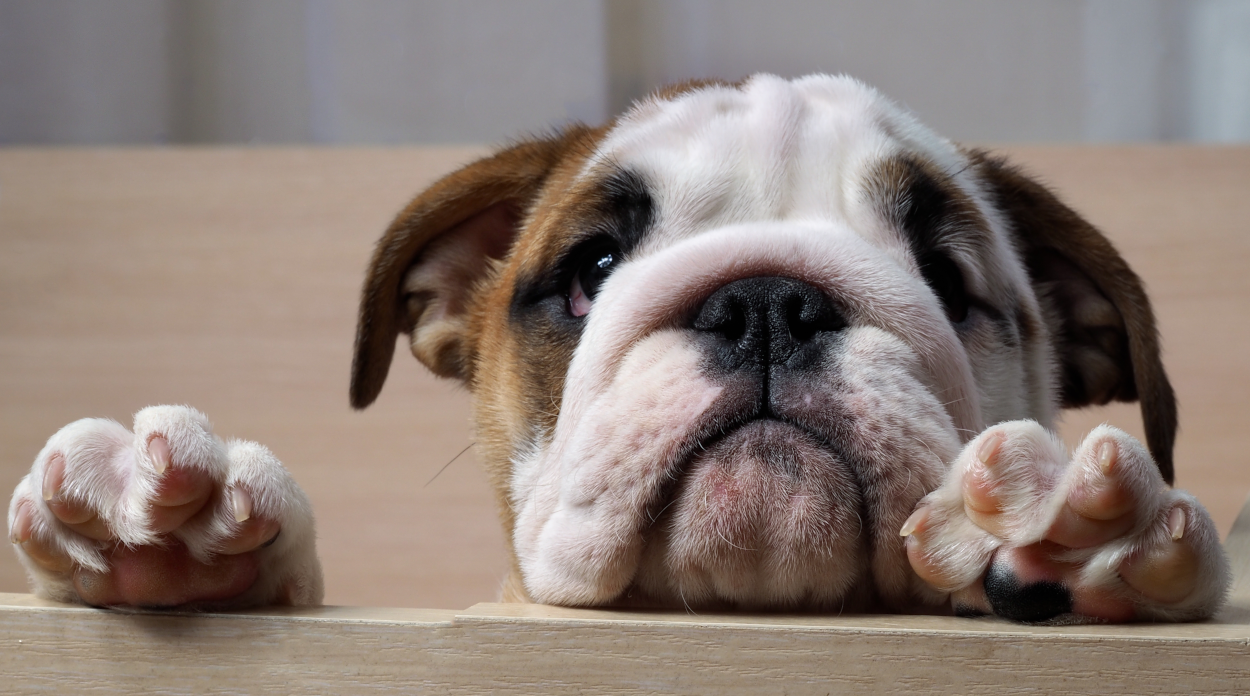 Is Your Dog Bored? Let's Talk About It! - Broadleaf Grain Free Dog Food