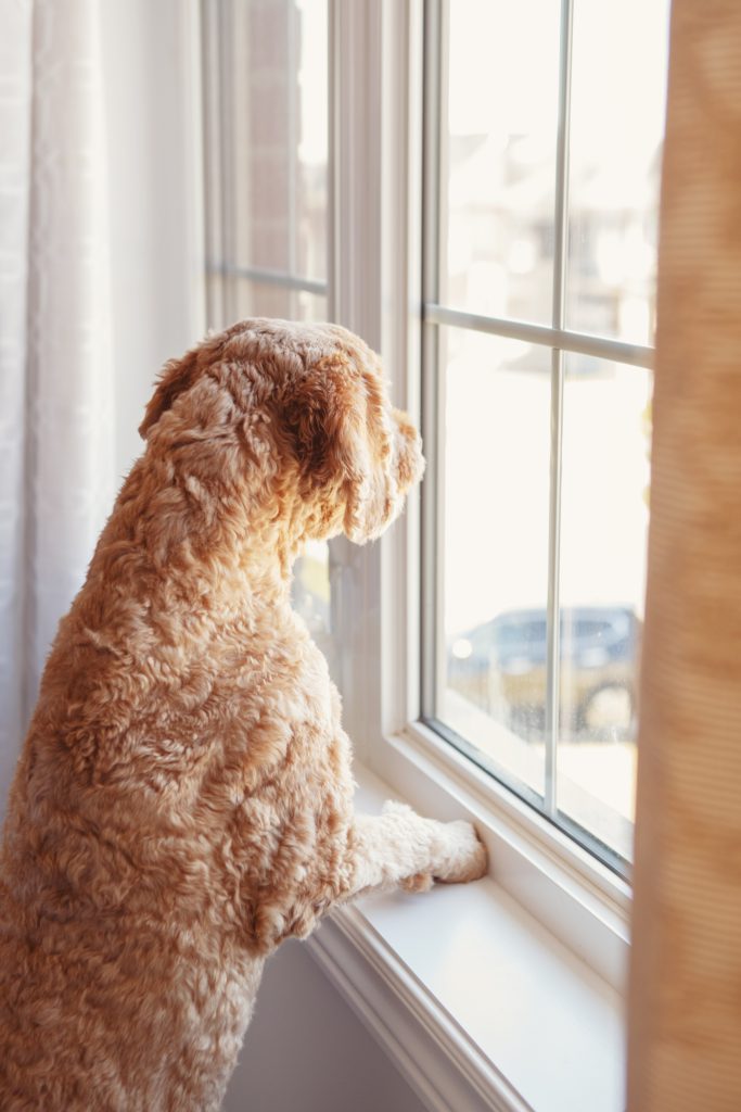 Separation Anxiety in Dogs