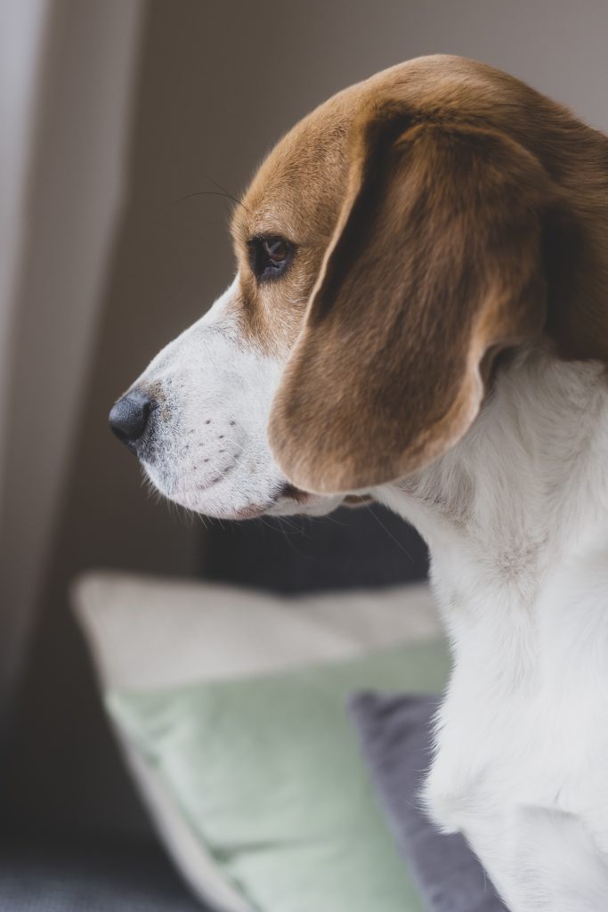 Separation Anxiety in Dogs