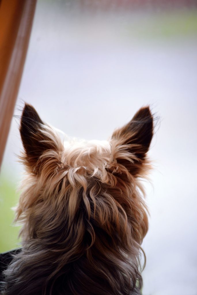 Separation Anxiety in Dogs
