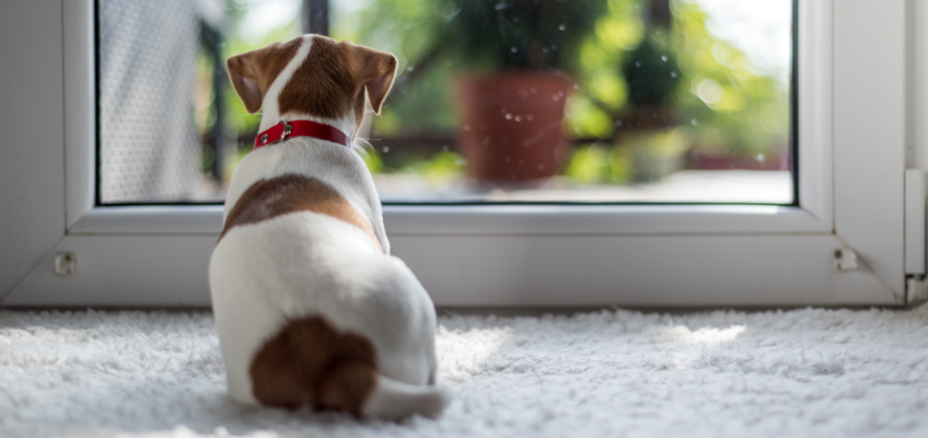 Separation Anxiety in Dogs