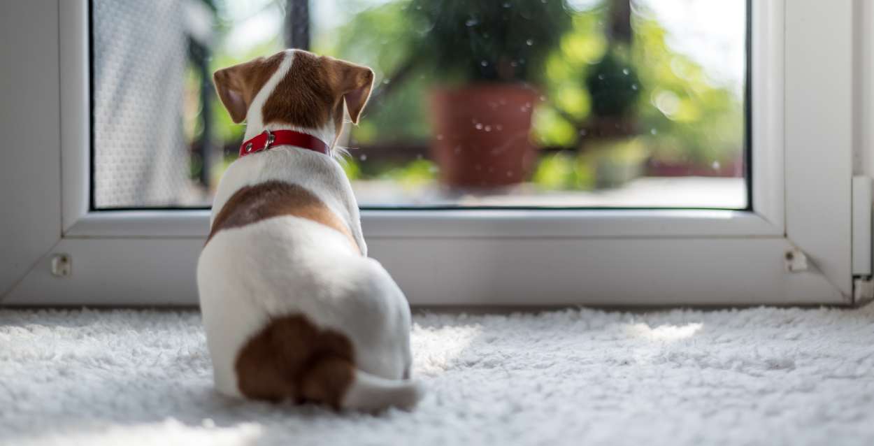 Image showcasing Dealing with Separation Anxiety in Dogs - Broadleaf Grain Free Dog Food