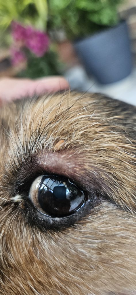 How to Identify and Remove Ticks 
