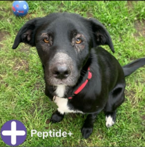 Peptide+ Skin and Coat