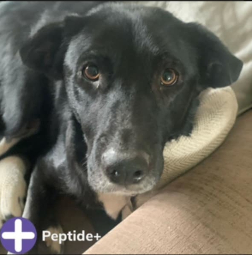 Peptide+ Skin and Coat