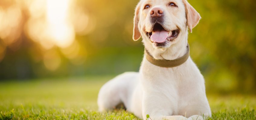 Understanding Your Dog’s Dietary Needs