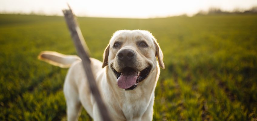 Grain-Free Diets for Dogs -Benefits and Myths