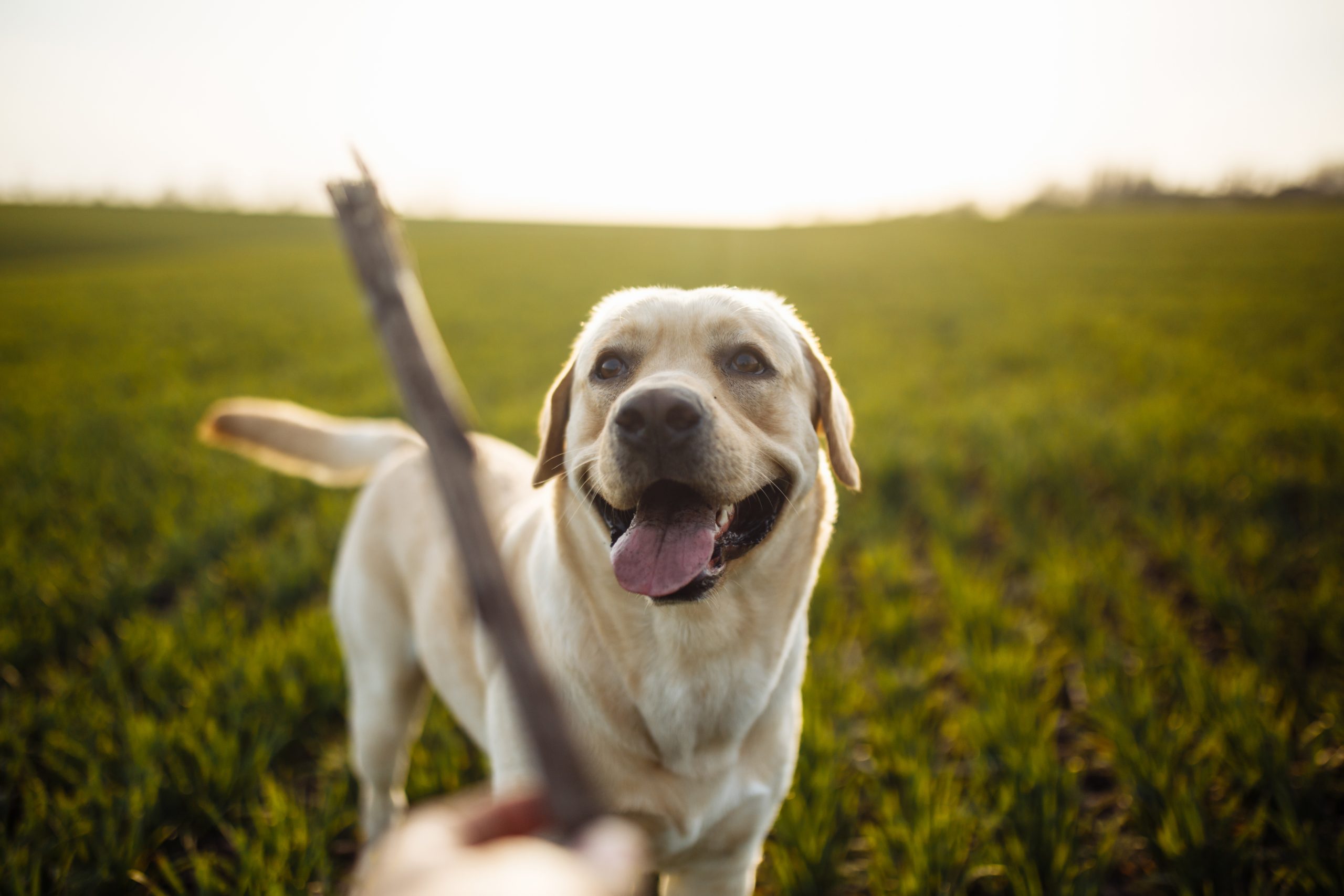 Thumbnail for Grain Free Dog Diets For Dogs With Seborrhea