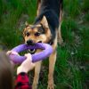 The Importance of Playtime: with Your Dog