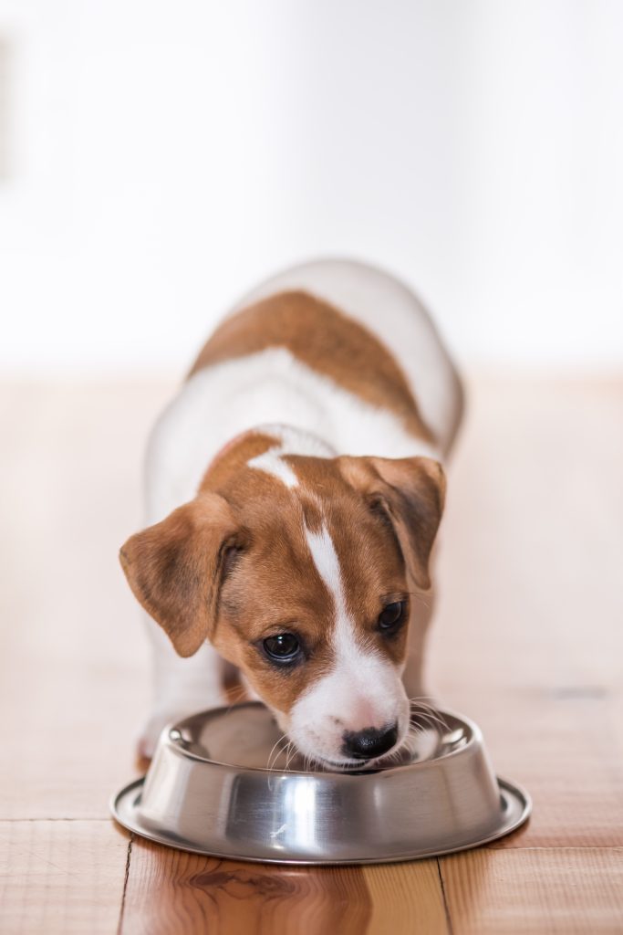 Grain-Free Diets for Dogs - Benefits and Myths