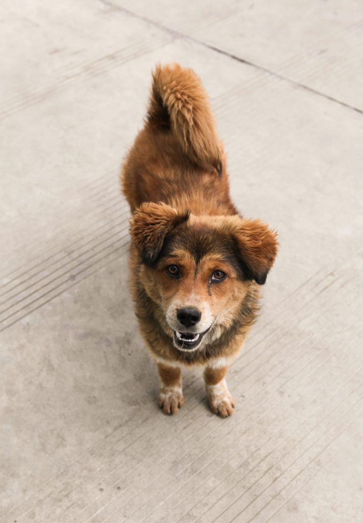 Understanding Your Dog’s Dietary Needs