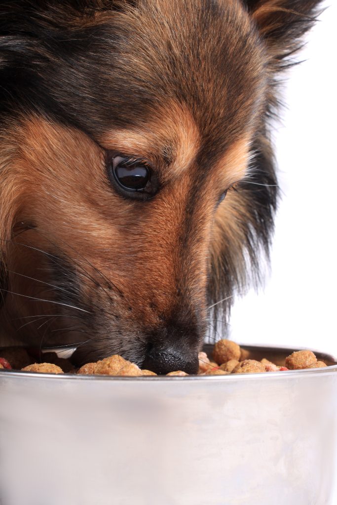 Grain-Free Diets for Dogs - Benefits and Myths