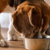 Understanding Food Allergies in Dogs