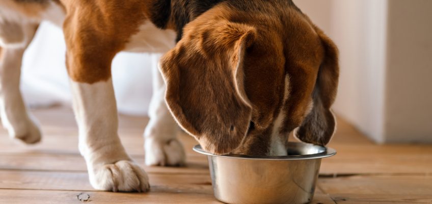 Understanding Food Allergies in Dogs