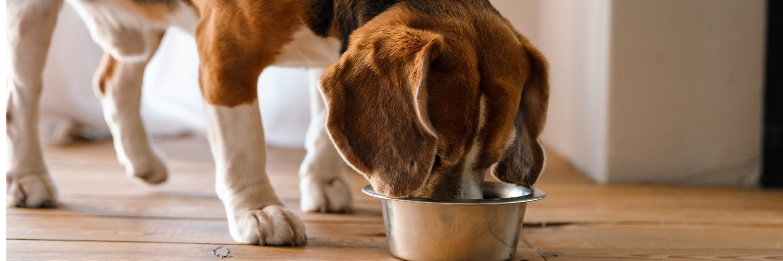 Understanding Food Allergies in Dogs - Broadleaf Grain Free Dog Food - Small Breed Grain Free Puppy Allergies
