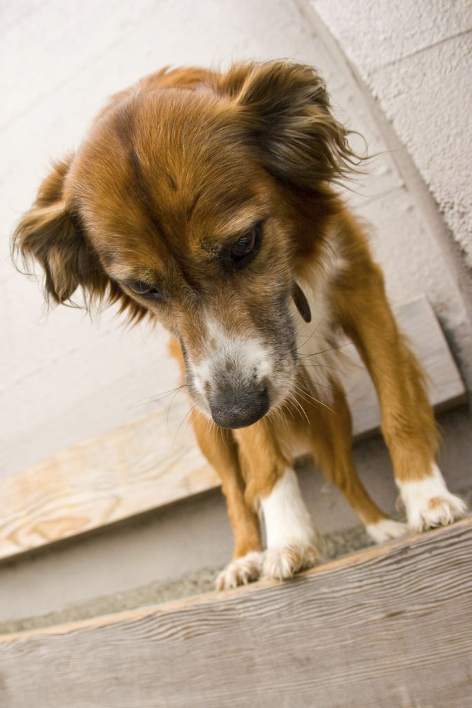 Understanding Food Allergies in Dogs