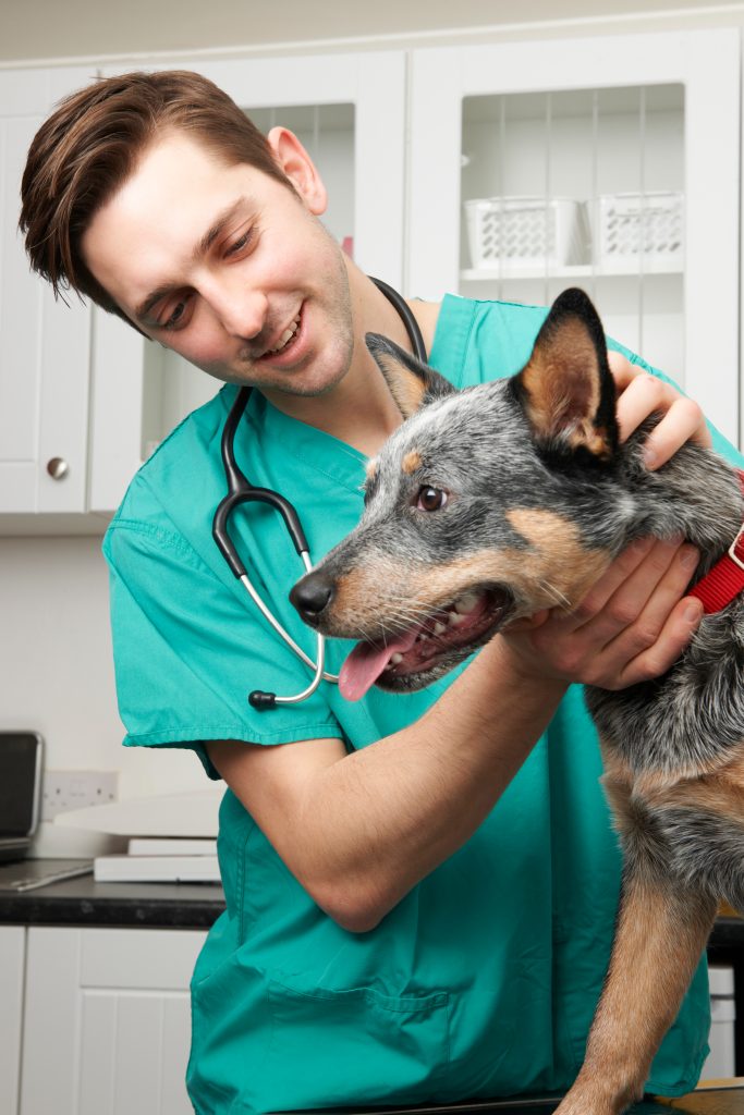 Understanding Food Allergies in Dogs