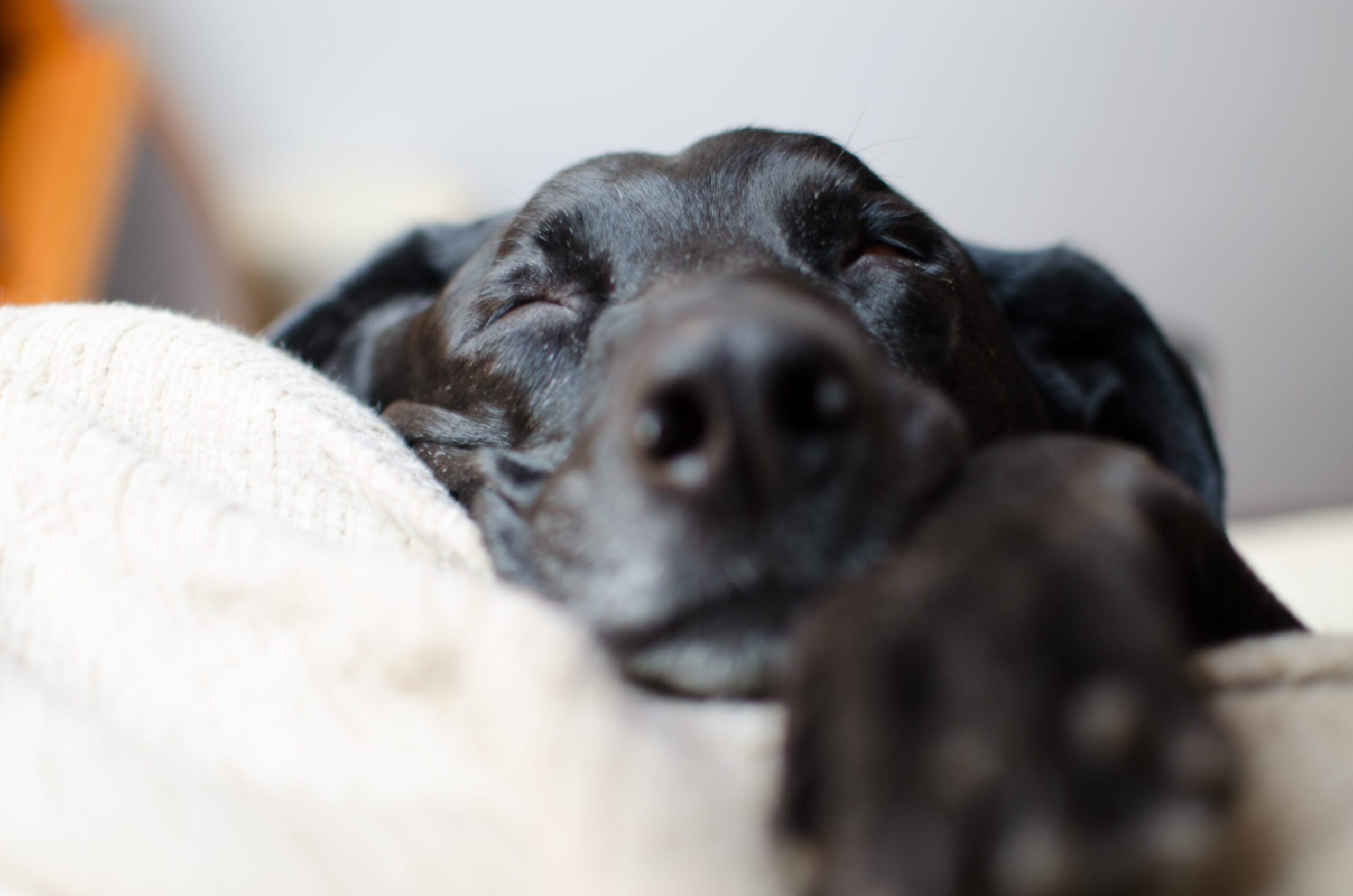 The Humanisation of Pets