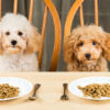 grain free dog food transition