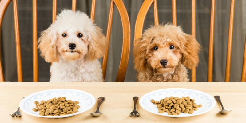 grain free dog food transition