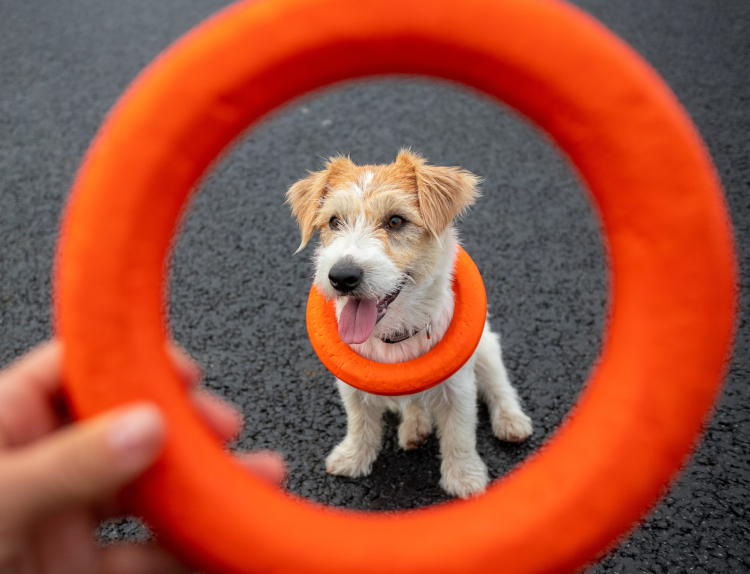 Mental Stimulation for Dogs