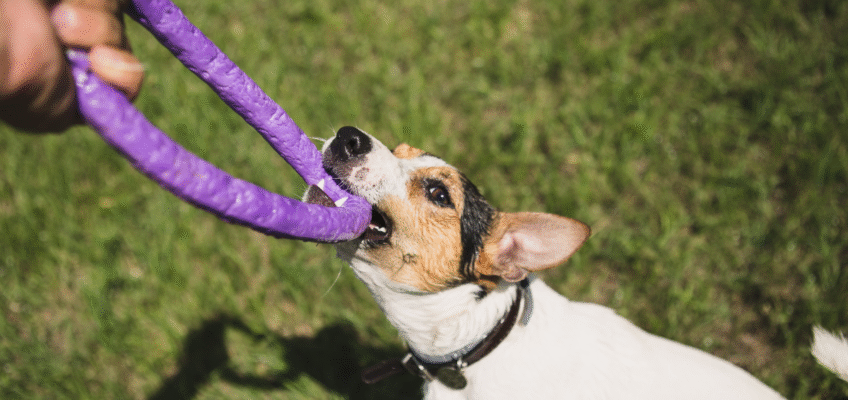 Mental Stimulation for Dogs