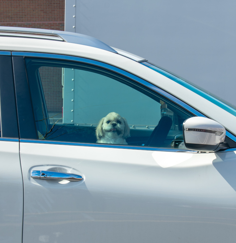 How to keep dogs cool in hot weather
