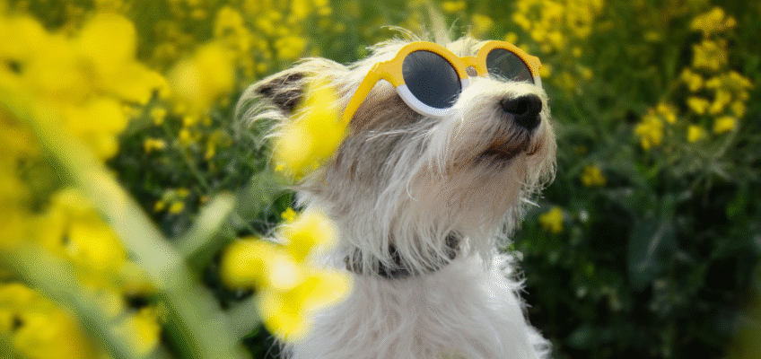 How to keep dogs cool in hot weather