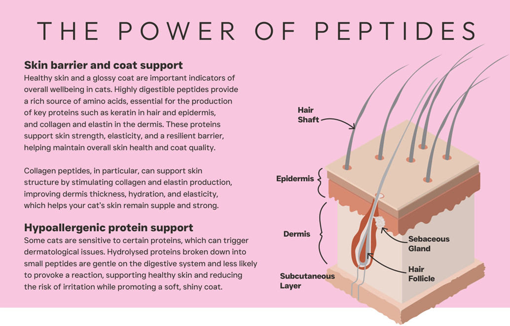 Peptide+ Skin, Coat & Hairball Care – Grain Free Cat Food - Image 3