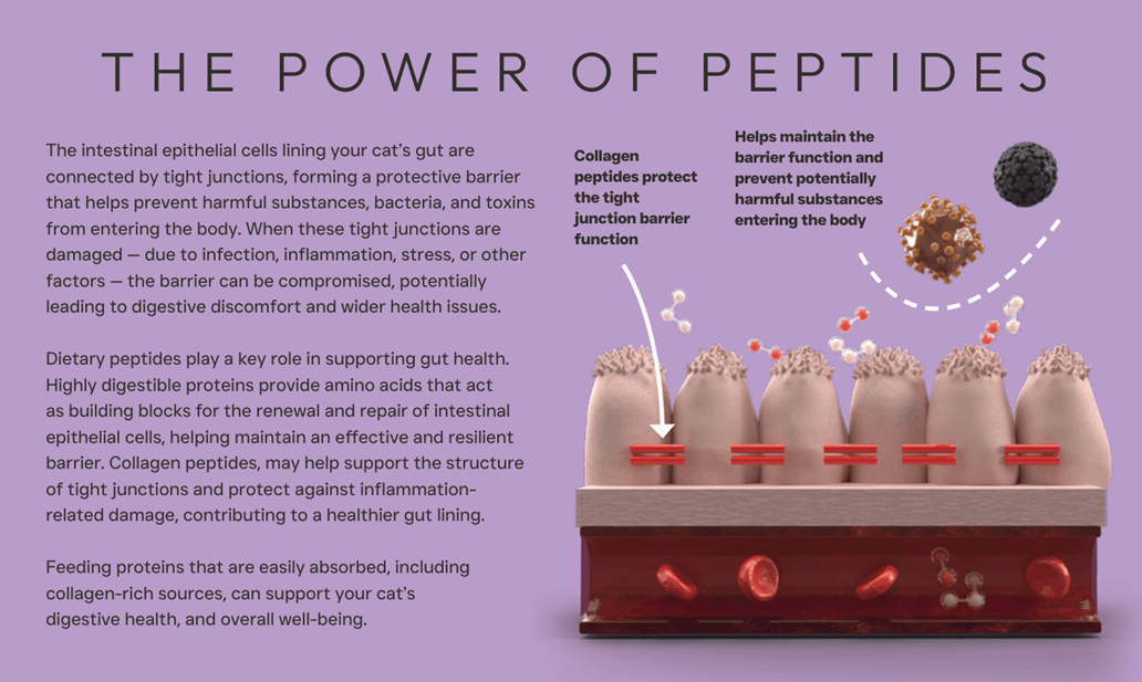 Peptide+ Gastrointestinal Digestive Care – Grain Free Cat Food - Image 2