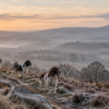 Does your dog need more food in the winter